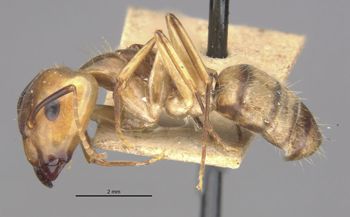Media type: image;   Entomology 21484 Aspect: habitus lateral view